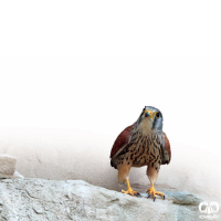 گونه دلیجه Common Kestrel